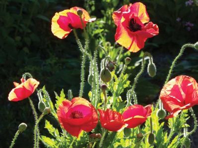 A cluster of colorful Shirley poppies.